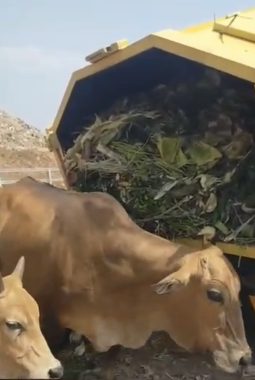Sampah Organik Pasar Capai 30 Ton per Hari Jadi Pakan Sapi di TPA Tamangapa